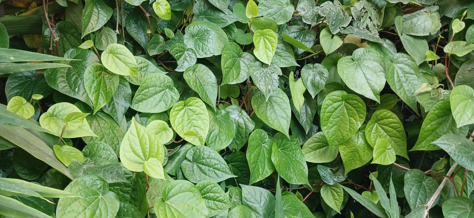 पान खेतीको सम्भावना खोज्दै पुरमल